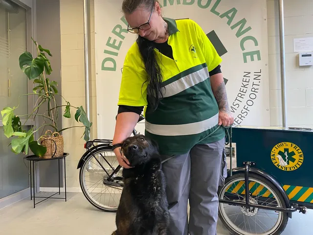 Vrijwilliger met hond