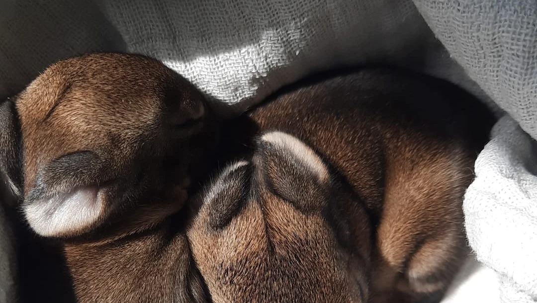 Twee jonge konijntjes in een doek